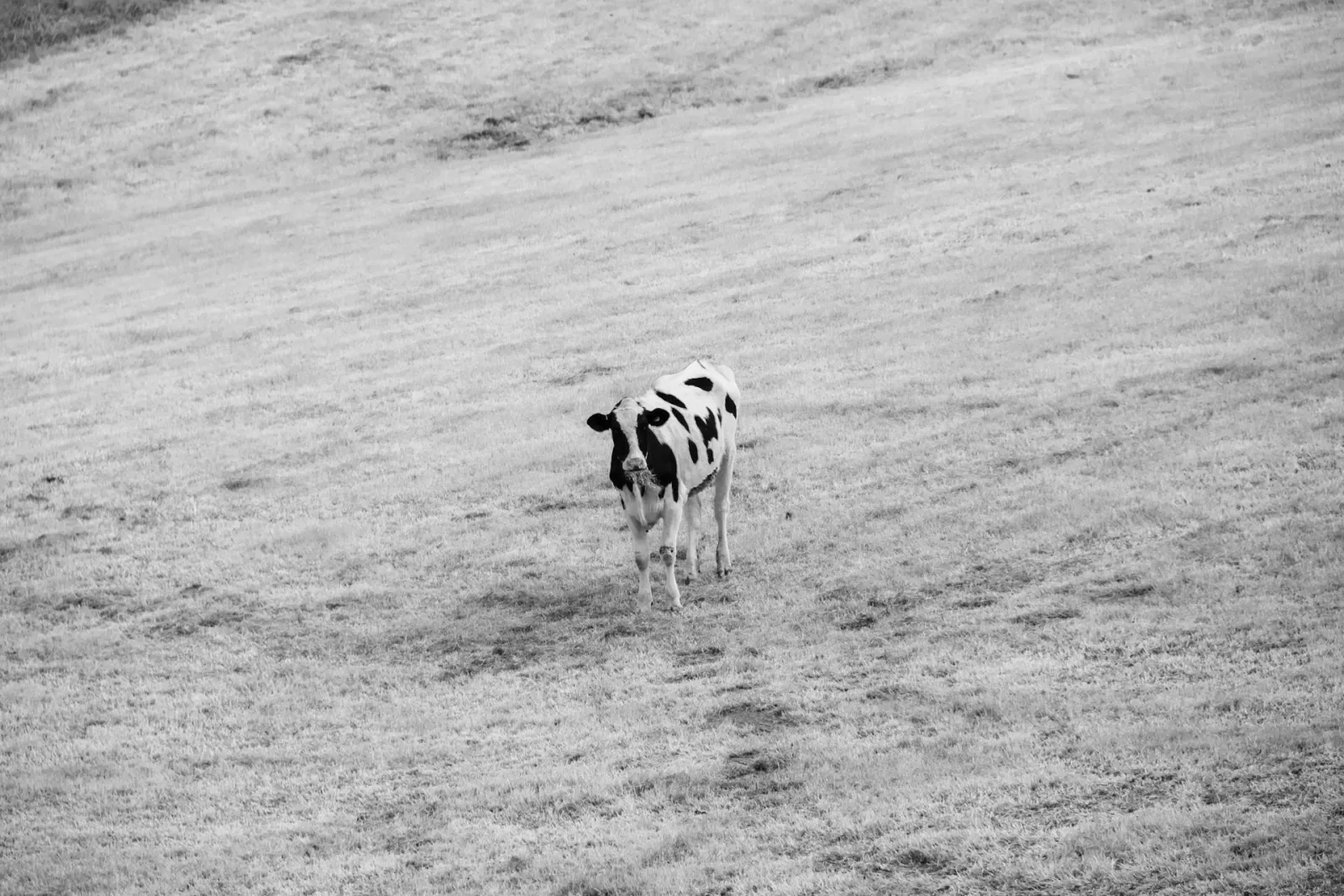 One cow on hill. Credit: Harry Nixon via Pexels