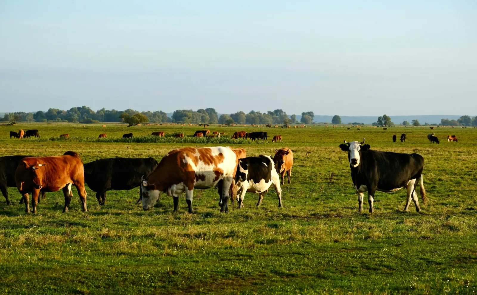 Cows in pasture. Credit: Roman Biernacki via Pexels