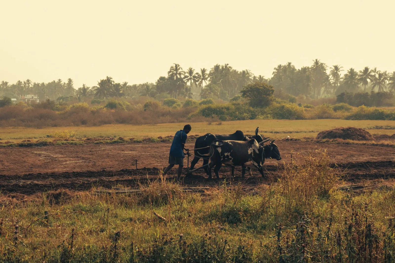 Livestock pulling plough in Africa. Credit: Keith Lobo via Pexels
