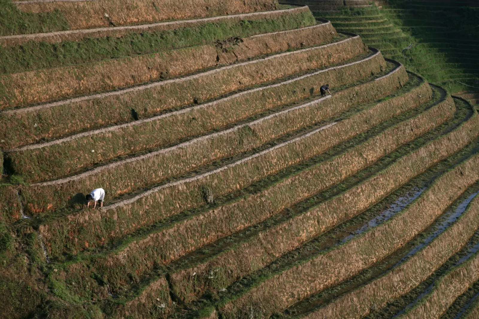 Rice terraces. Credit: 赵建敏 via Pexels