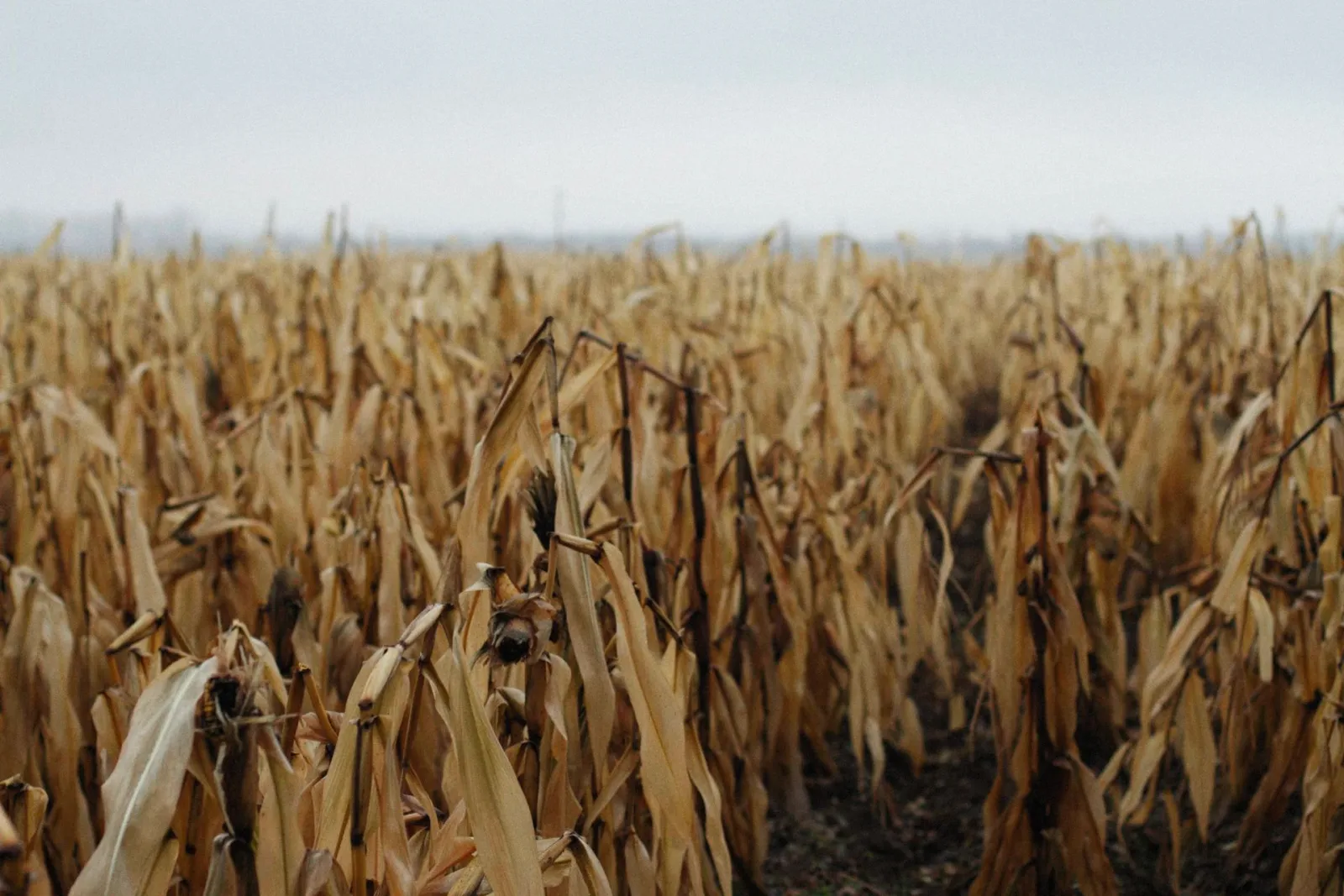Dead corn in fields. Credit: Alexey Demidov via Pexels. 