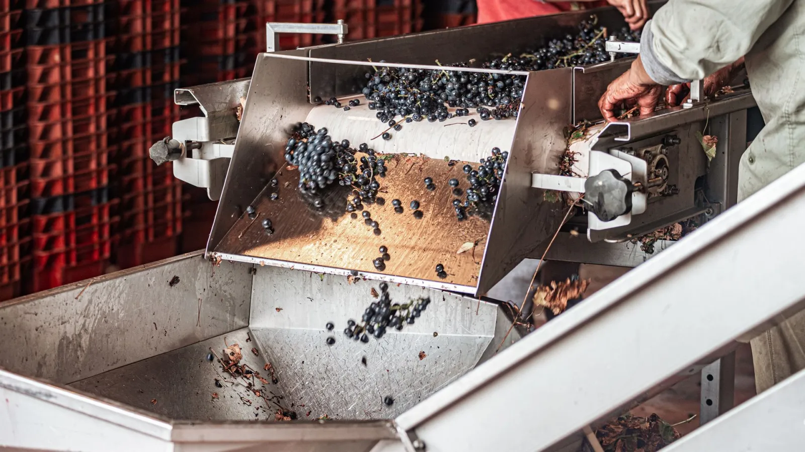 Blueberry processing. Credit: Gonzalo Acuña via Pexels