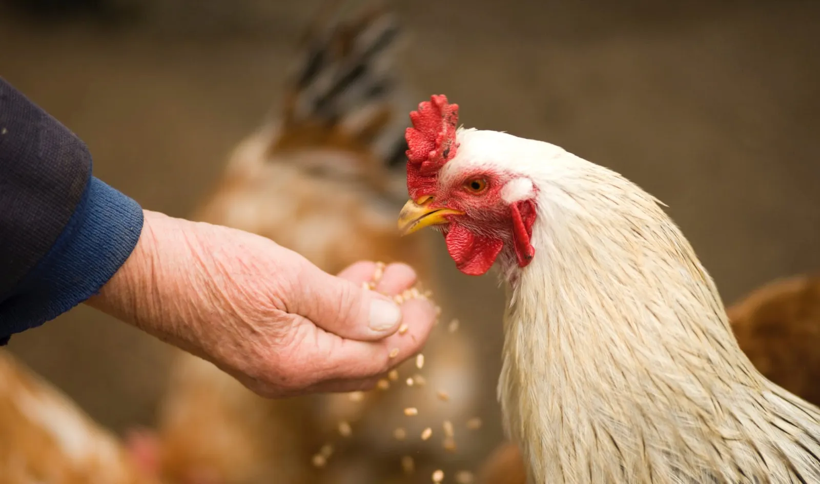 Image: VisionPic.net, Person feeding white chicken outdoor, Pexels, Pexels Licence