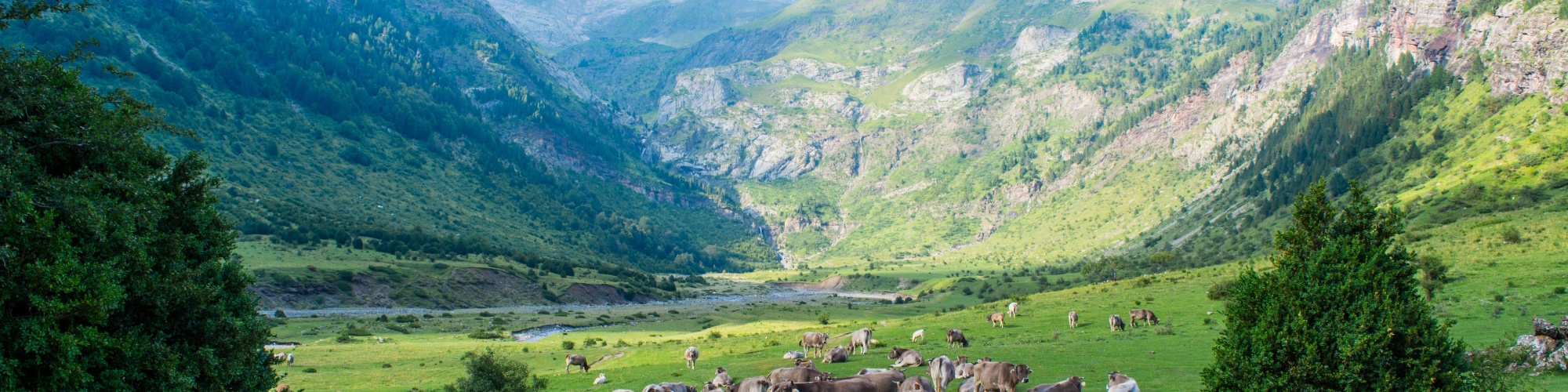 A herd of cows grazes in a green valley surrounded by mountains. Photo by Juan Pablo Guzmán via Pexels.