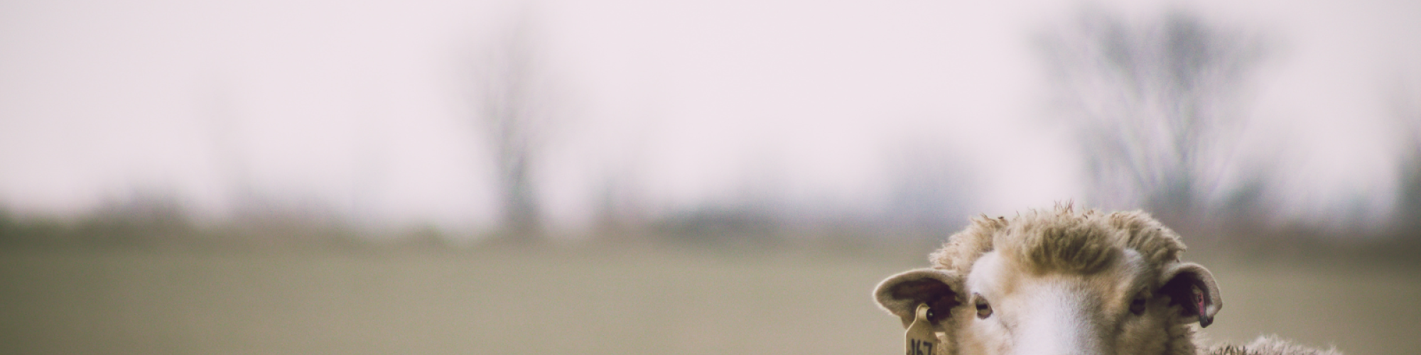 A sheep staring into the camera with a blurry landscape behind. Photo by Dan Hamill via Pexels.