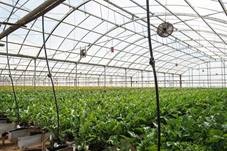 Image credit: USDA, Kitayama Brothers, Inc. (KBI) hydroponic greenhouses, Flickr, Creative Commons licence 2.0