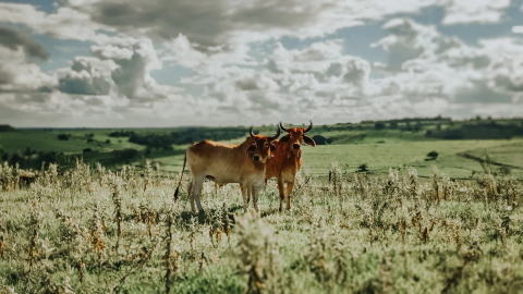 Image: Sergio Souza, Brown cow on the middle of grass field, Unsplash, Unsplash Licence