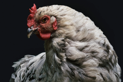 Image: @heytowner, gray and red rooster photo, Unsplash, Unsplash Licence