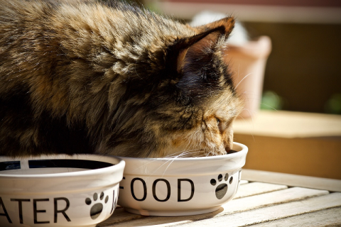 Image: sweetlouise, Cat feline bowl for animals, Pixabay, Pixabay Licence