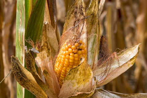 Image: minka2507, Corn on the cob plant, Pixabay, Pixabay Licence