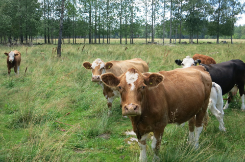 Image: estheri, Cows pasture, Pixabay, Pixabay licence