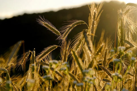 Image: NickyPe, Grain spike rye field, Pixabay, Pixabay Licence