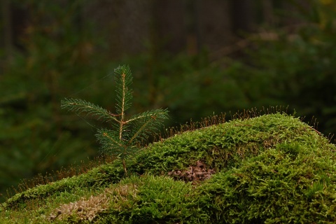 Image: jggrz, Forest moss sapling, Pixabay, Pixabay Licence
