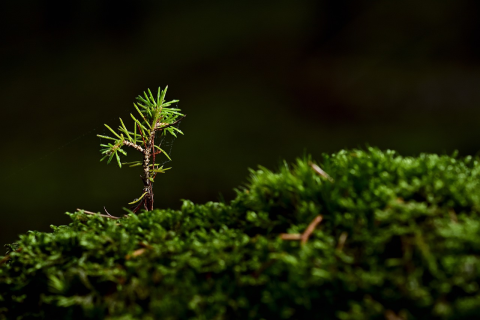 Image: jggrz, Tree moss seedling, Pixabay, Pixabay Licence