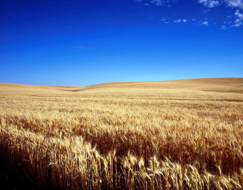 Image: Falkenpost, Cornfield wheat field, Pixabay, Pixabay Licence