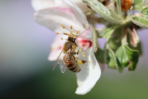 Image: blende12, Bee pollination apple blossom, Pixabay, Pixabay Licence