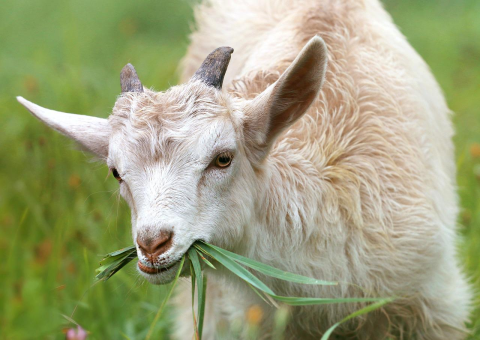 Image: klimkin, Goat grass livestock, Pixabay, Pixabay Licence