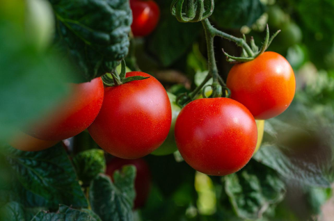 Image: Kathas_Fotos, Tomatoes vegetables fresh, Pixabay, Pixabay Licence