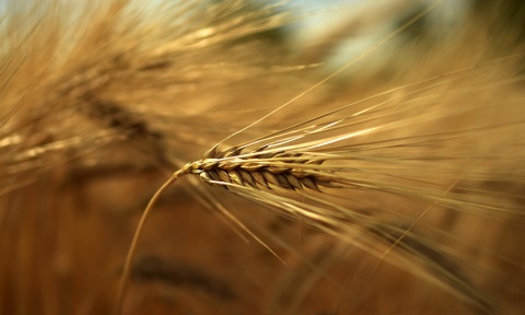 Image: Peggychoucair, Barley Cereals Grain, Pixabay, Pixabay licence