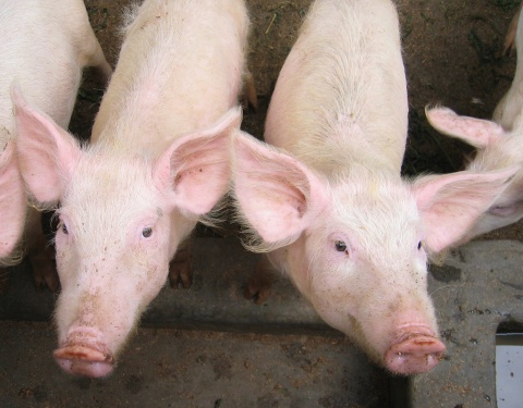 Image: sarahemcc, 2 piglets at JEEP, Flickr, Creative Commons Attribution 2.0 Generic