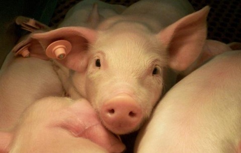 Photo: USDA, pigs, Flickr, creative commons licence 2.0