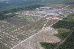 Photo: Glenn Hurowitz, Flickr, deforestation for oil palm, creative commons license 2.0