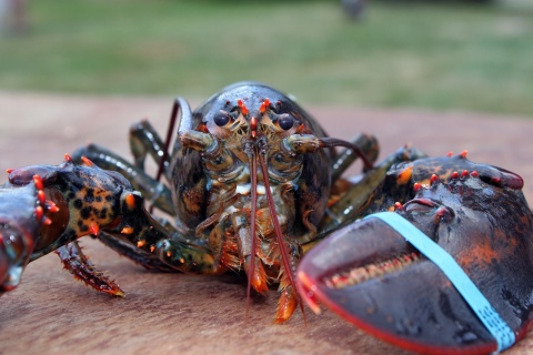 Image: grfx4, Lobster Maine crustacean, Pixabay, CC0 Creative Commons