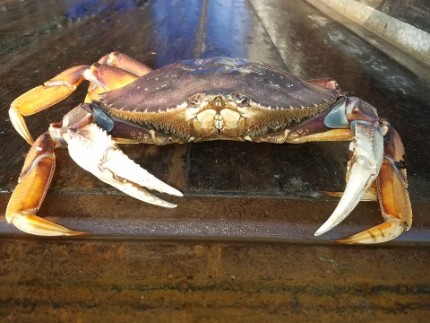 Image: Crabmanners, Large Dungeness Crab, Wikimedia Commons, Creative Commons Attribution-Share Alike 4.0 International