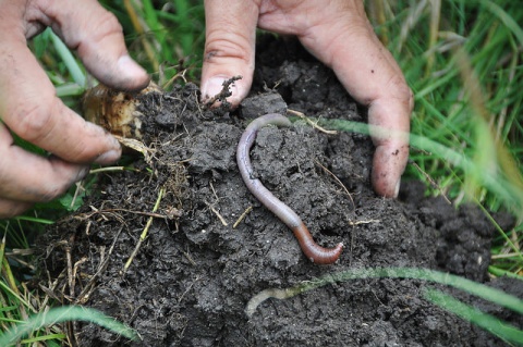 Image: USDA, A person's hands in soil with a worm, Flickr, Public domain