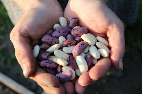 Image: Piqsels, Runner beans daylight, CC0 Public Domain