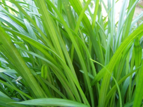 Image: Aaron Leavy, Grass, Flickr, Creative Commons Attribution 2.0 Generic