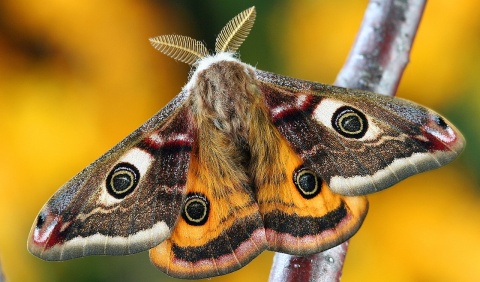 Image: Illuvis, Moth Lepidoptera, Pixabay, Pixabay License