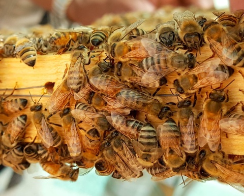 Image: Max Pixel, Bee bees honey, CC0 Public Domain