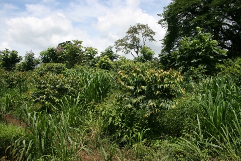 Photo: Simone Fenger, Cassava production in Agroforestry system, Creative Commons License 2.0 generic.