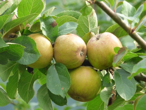 Image: grassrootsgroundswell, Russet apples, Wikimedia Commons, Creative Commons Attribution 2.0 Generic