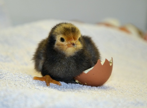 Image: congerdesign, Chicks hatch eggshell, Pixabay, Pixabay license