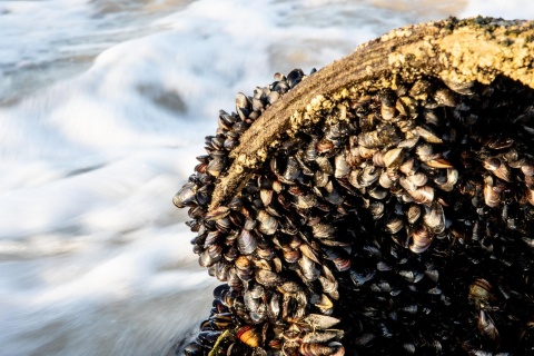 Image: Magda Ehlers, Fresh Mussels on Rock, Pexels, Pexels Licence