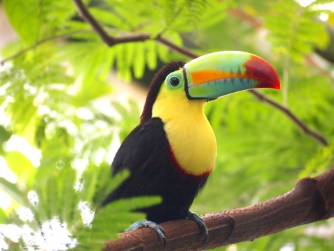 Image: Pxhere, Toucan bird nature, CC0 Public Domain