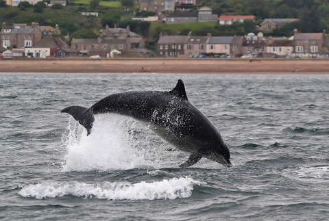 Image: Walter Baxter, A bottlenose dolphin at Spittal, Geograph, Creative Commons Attribution-ShareAlike 2.0 Generic