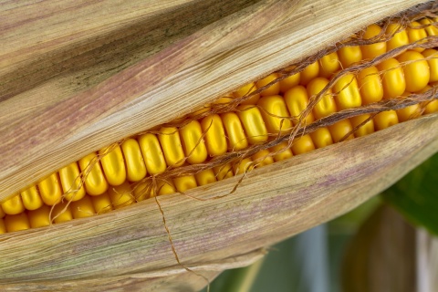 Image: adege, Corn Corn on the Cob, Pixabay, Pixabay Licence