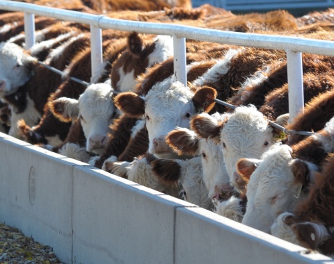 Image: K-State Research and Extension, Cattle feedlot, Flickr, Creative Commons Attribution 2.0 Generic