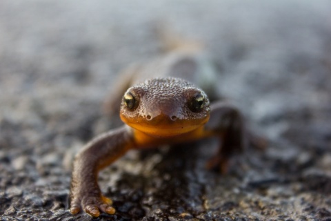 Image: Bureau of Land Management Oregon and Washington, Rough-skinned newt at Yaquina Head, Flickr, Creative Commons Attribution 2.0 Generic