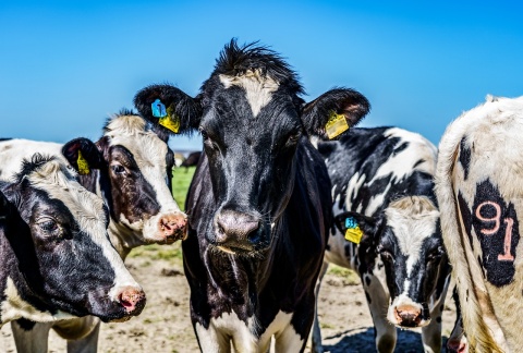 Image: Max Pixel, Agriculture Cows Cow, CC0 Public Domain