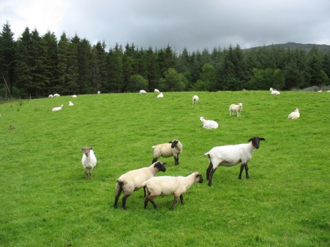 Image: Eric Jones, An enclave of grazing land south of Tyddyn Du, Wikimedia Commons, Creative Commons Attribution-Share Alike 2.0 Generic