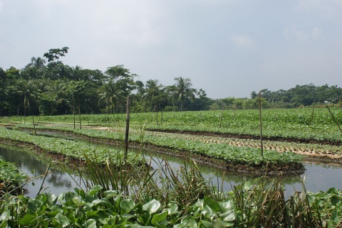 Image: Nazmulhuqrussell, Floating Agricultural Field in Bangladesh, Wikimedia Commons, Creative Commons Attribution 3.0 Unported