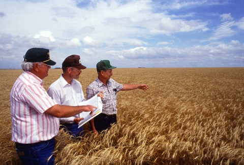Image: Scott Bauer, Researchers examining wheat in a field, Free Stock Photos, Public domain