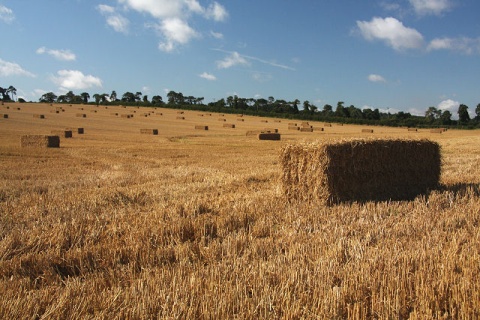 Image: Bob Jones, Harvested wheat field, Geograph, Creative Commons Attribution-ShareAlike 2.0 Generic