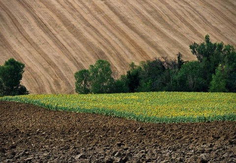 Credit: Eric Huybrechts, Campi, fields - Le Marche, Italy, Flickr, Creative Commons Licence 2.0