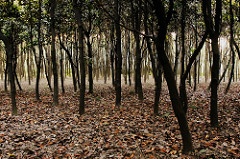 Photo: David Leo Veksler, Binjang Forest Park, Flickr, Creative Commons License 2.0