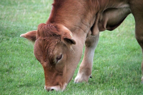 Image: Max Pixel, Cow eating farm, CC0 Public Domain
